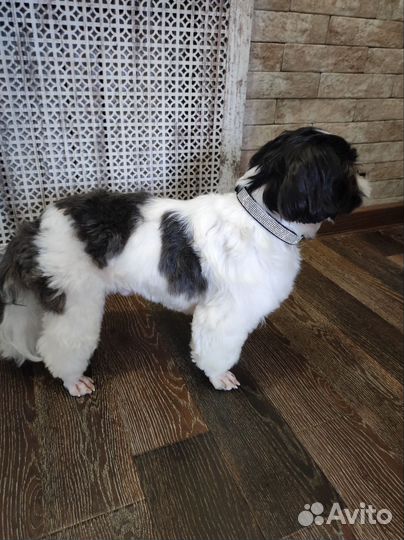 Ши-тцу вязка