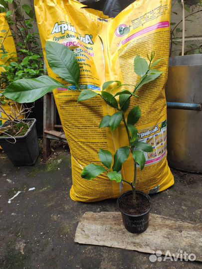 Комнатные апельсины, мандарины, лимоны