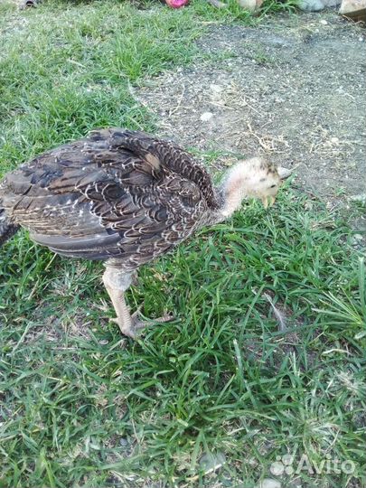 Индюки индюшата