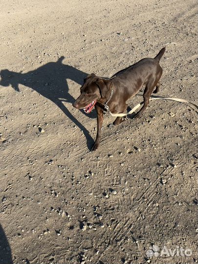 Немецкий Курцхаар