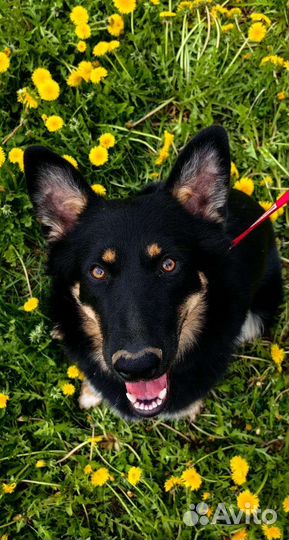 Собака в дар