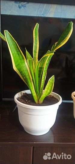 Комнатные цветы