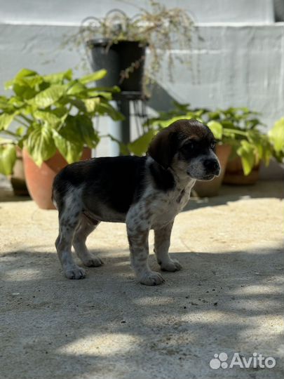 Щенки маленькой породы