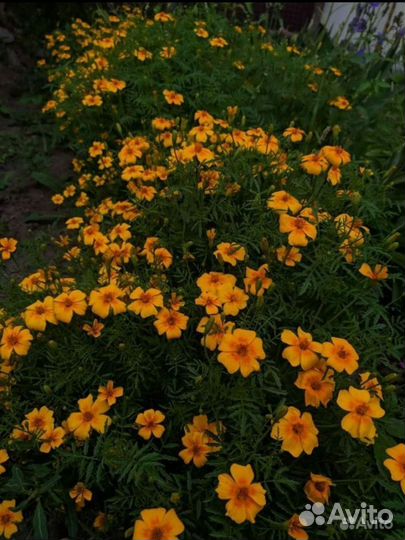 Рассада бархатцев