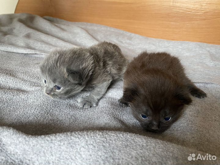 Британские котята