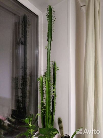 Молочай трехгранный