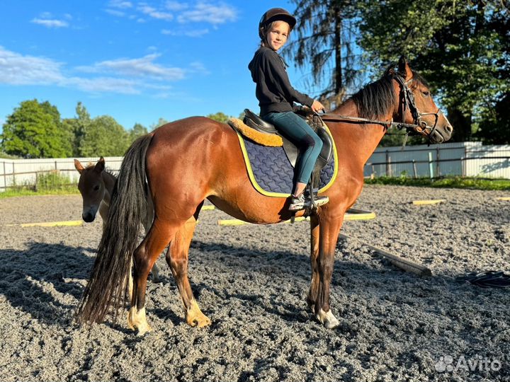 Уэльская кобыла