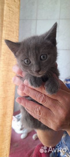 Котенок в самые добрые руки