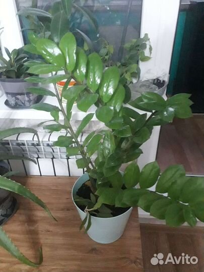 Алое- Вера 5лет