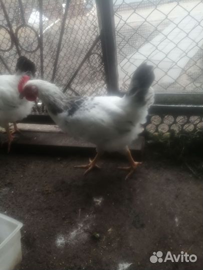 Петухи молодые
