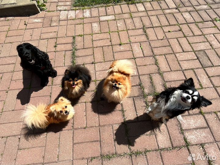 Передержка собак в домашних условиях