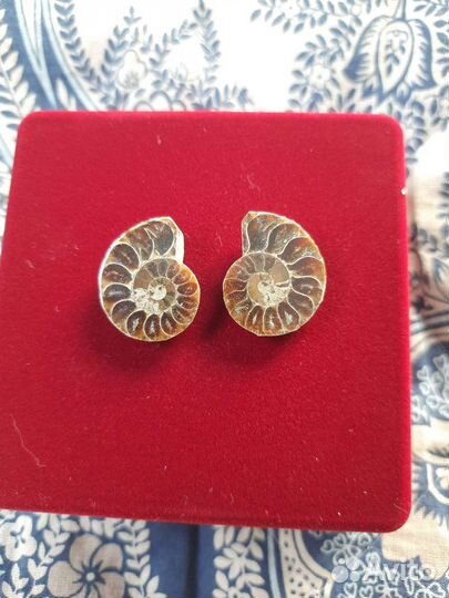 Окаменелости аммониты