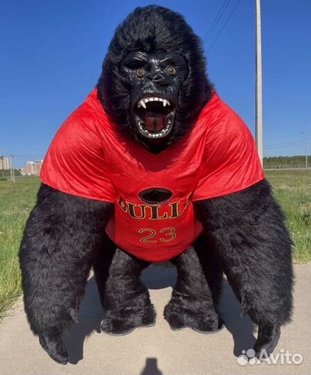 Кинг-Конг Горилла на день рождение, Поздравление