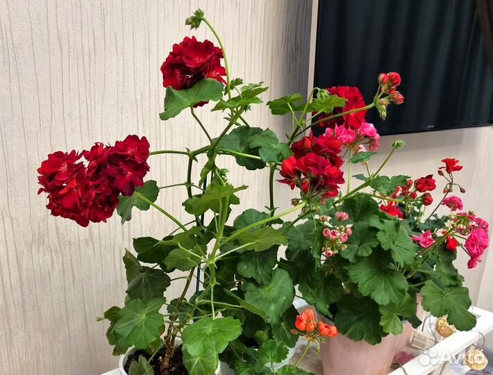 Пеларгония розебудная PAC Kate