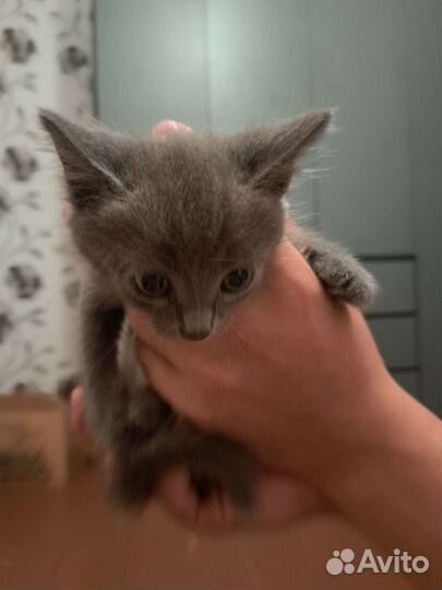 Котята бесплатно