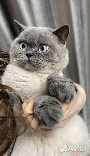 Кот на вязку