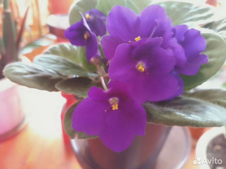 Фиалка взрослая