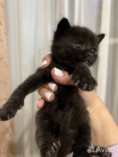 Котята бесплатно