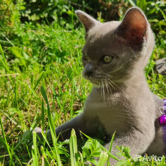 Бурманские котята голубого окраса