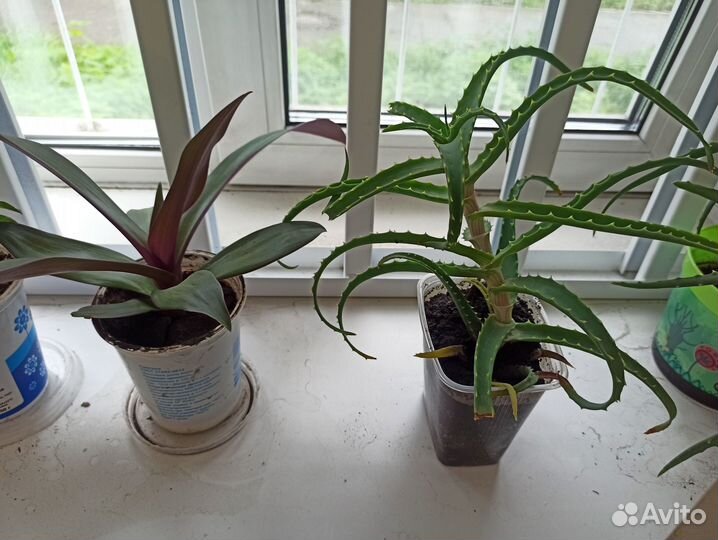 Отдам бесплатно комнатные цветы
