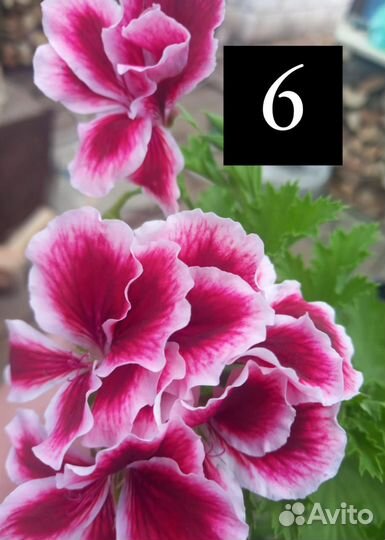 Продаю черенки