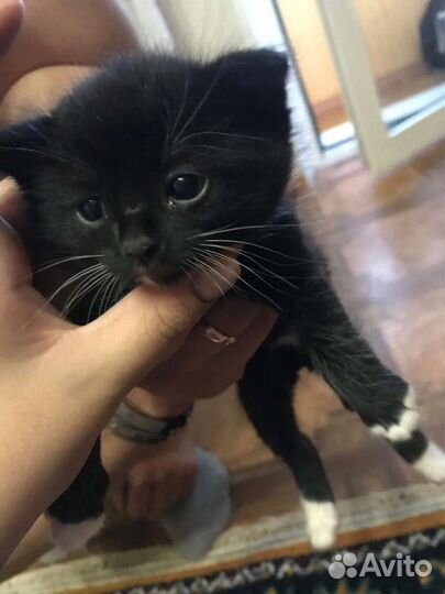 Котята ищут дом