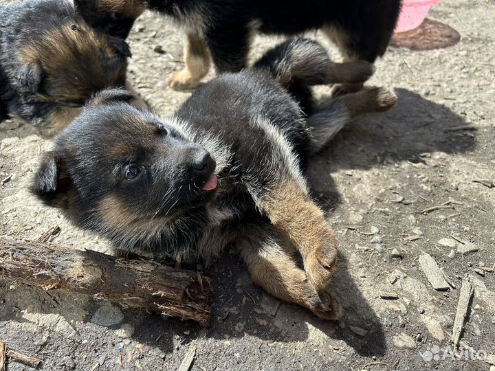Щенки немецкой овчарки