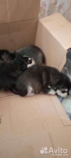 Хаски ищут дом