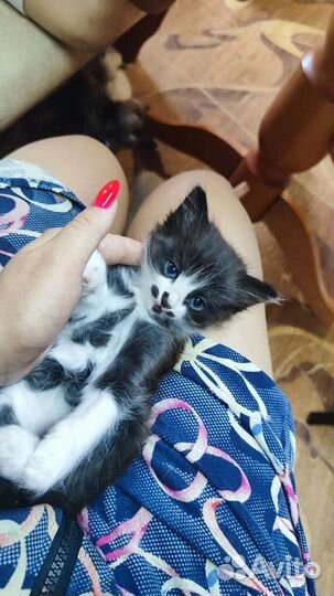 Кошка в дар бесплатно