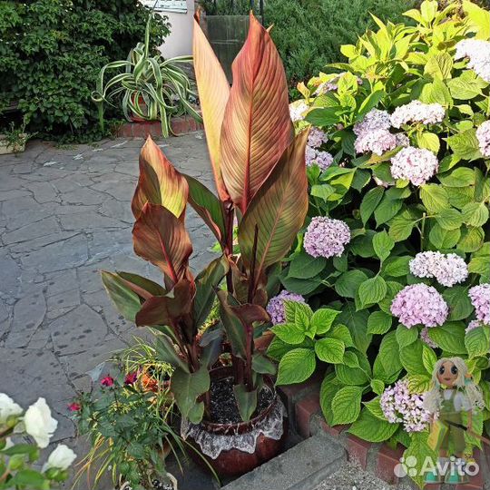 Канны краснолистные Цветы для сада