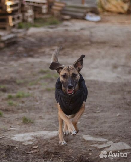 Миниатюрная метис