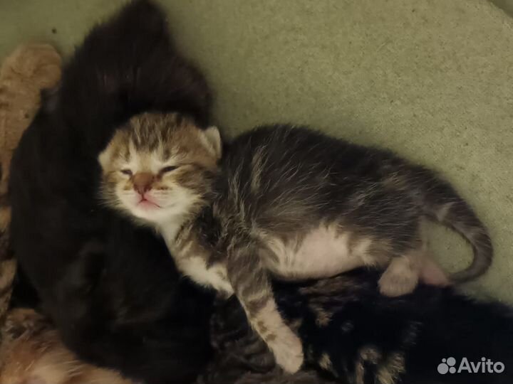 Котята в добрые руки