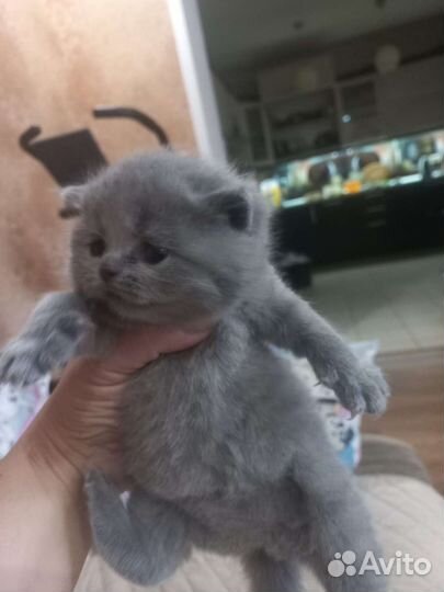 Британские котята