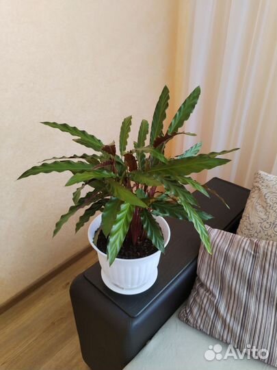 Продам цветы комнатные