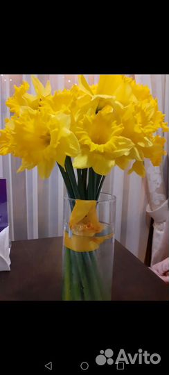 Нарцисс Золотая корона