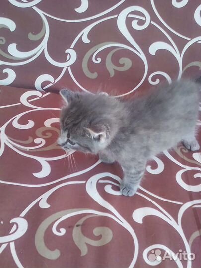 Кошка в дар бесплатно