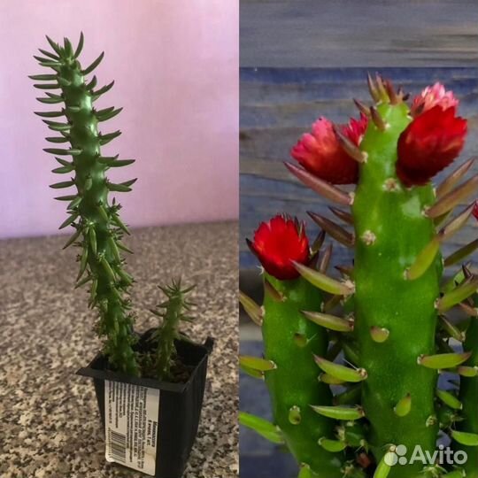 Кактус аустроцилиндропунция