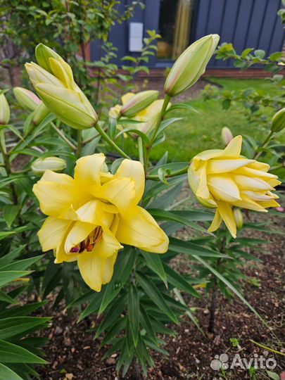 Гигантские лилии азиатские гибриды