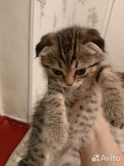 Вислоухая кошечка, 1,5 месяца. Кушает все