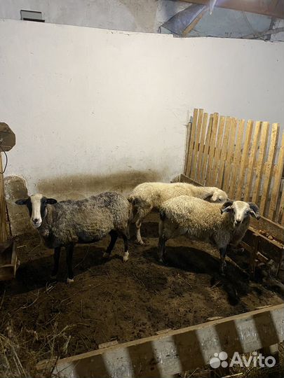 Овцы бараны