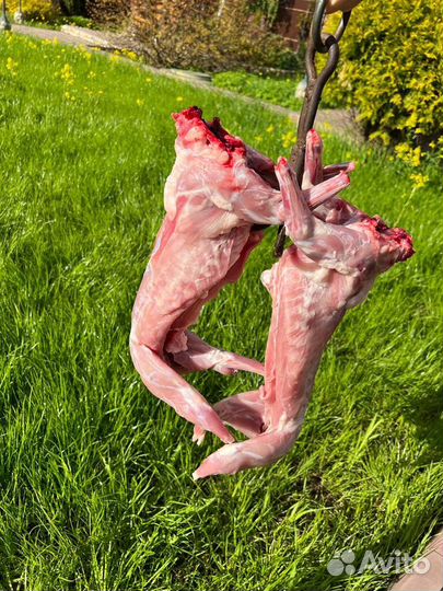 Халяль Кролики