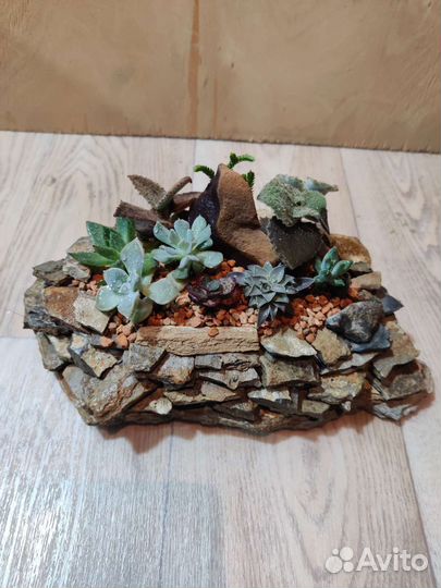 Композиция из суккулентов в плошке из камня