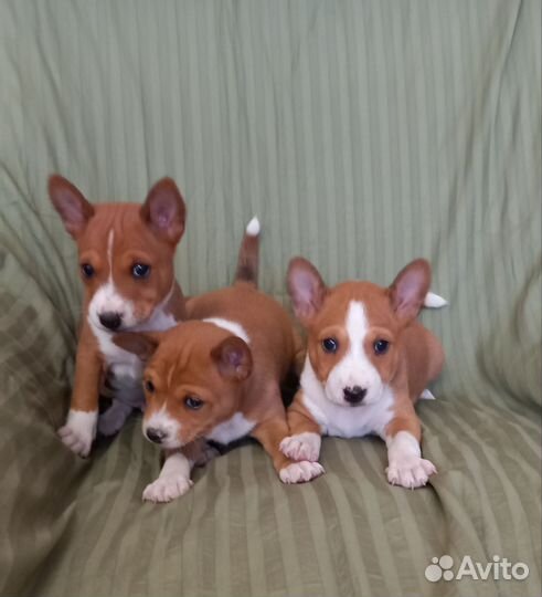 Басенджи, щенки