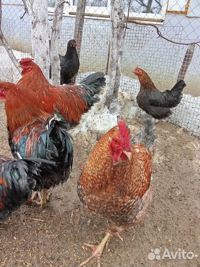 Молодые петухи