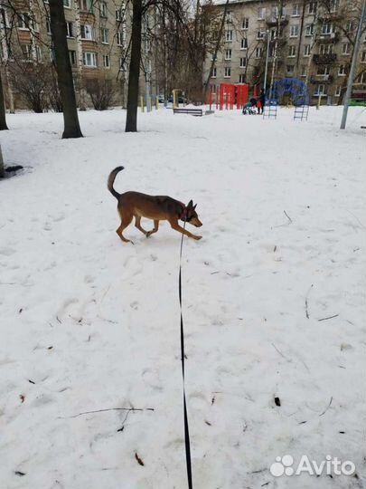 Крутейший пёс ищет дом