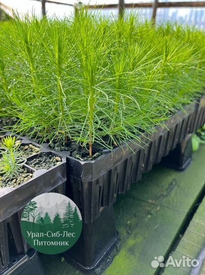 Сеянцы зкс Сосна Ель Лиственница окс Голуб Горн
