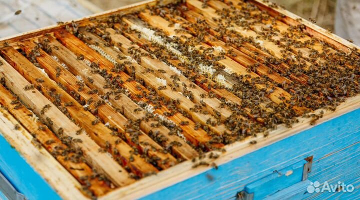 Донниковый мед оптом