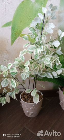 Цветы для дома