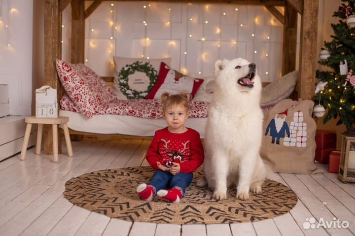 Самоеды для фотосессии/как аниматоры