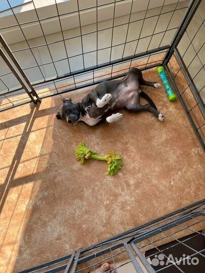 Щенок американского стаффордширского терьера